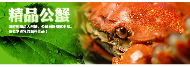 阳澄湖母蟹2.2两-4.0两